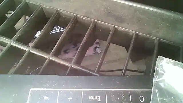 Snapshot of allissonw13 chatting on October 2025 08:46:01 AM allissonw13 online show from October 2025 08:46:01 AM