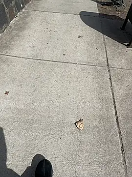 Snapshot of GersonGil1 chatting on March 2026 04:41:01 PM GersonGil1 online show from March 2026 04:41:01 PM