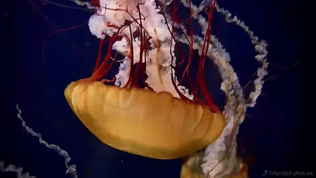 streamy test11 online show from December 2024 08:30:02 AM