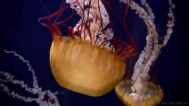 streamy test11 online show from December 2024 08:14:02 AM