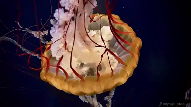 streamy test11 online show from January 2025 08:20:02 AM