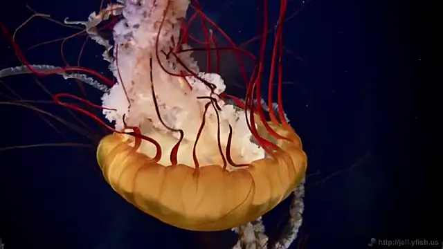 streamy test11 online show from February 2025 08:09:02 AM