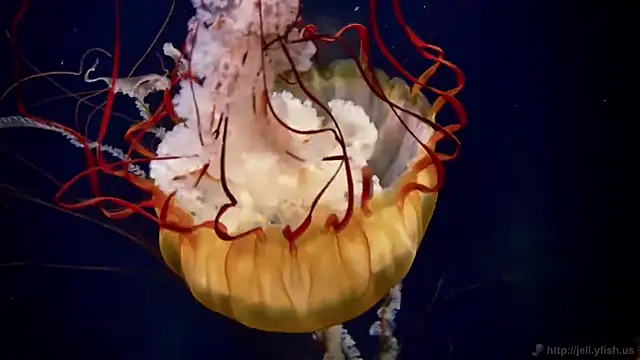 streamy test11 online show from September 2025 06:54:01 PM