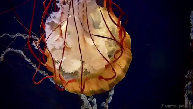 streamy test11 online show from September 2025 11:24:01 AM