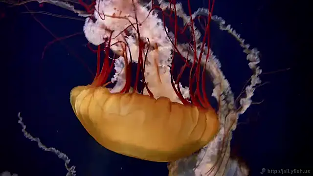 streamy test11 online show from September 2025 01:38:02 PM