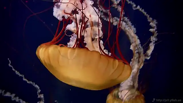 streamy test11 online show from October 2025 09:51:02 AM