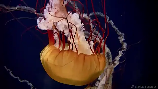 streamy test11 online show from November 2025 12:16:01 PM