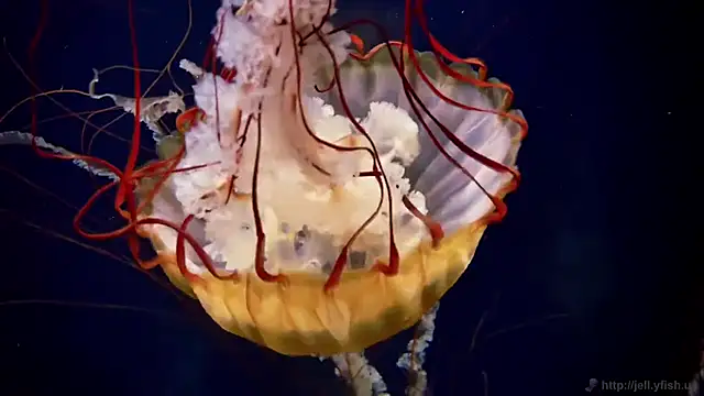 streamy test11 online show from December 2025 10:53:02 AM