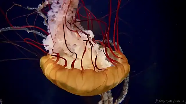 streamy test11 online show from March 2026 12:55:01 PM