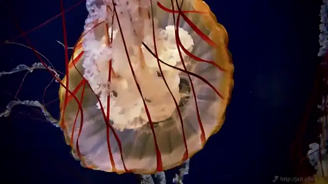 streamy test12 online show from March 2026 08:37:02 AM