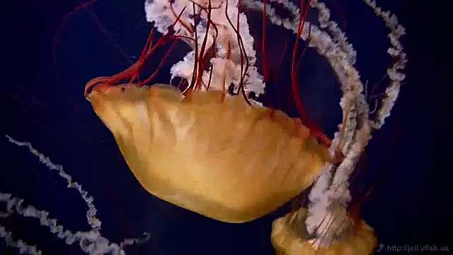 streamy test13 online show from December 2024 08:12:01 AM