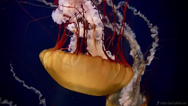 streamy test13 online show from February 2025 08:09:01 AM