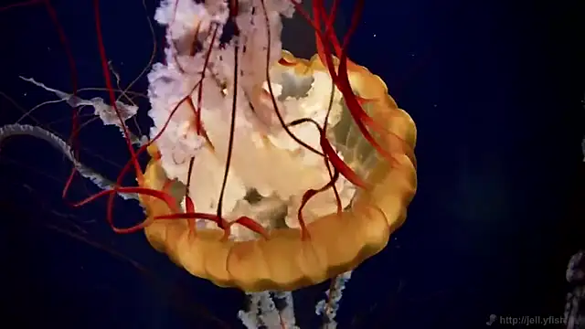 streamy test13 online show from March 2025 08:10:01 AM