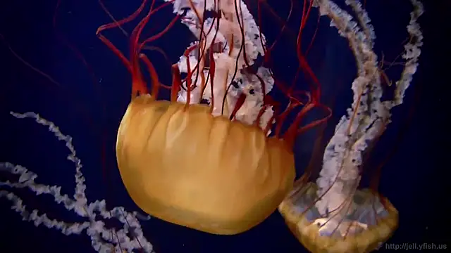 streamy test13 online show from March 2025 08:17:01 AM