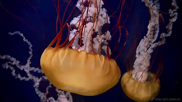 streamy test13 online show from September 2025 10:05:01 AM