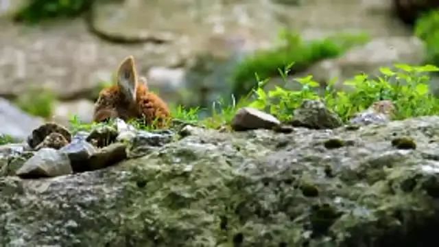 streamy test13 online show from January 2026 03:25:01 PM