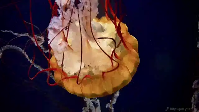 streamy test15 online show from December 2024 08:23:02 AM