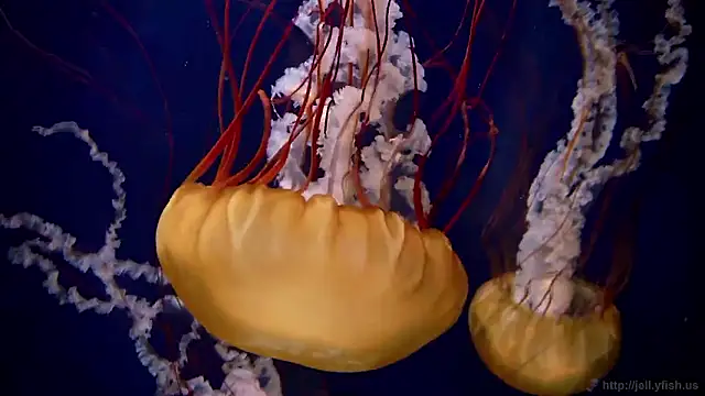 streamy test15 online show from October 2025 11:58:02 AM