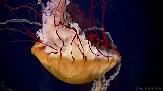 streamy test15 online show from October 2025 08:37:01 AM