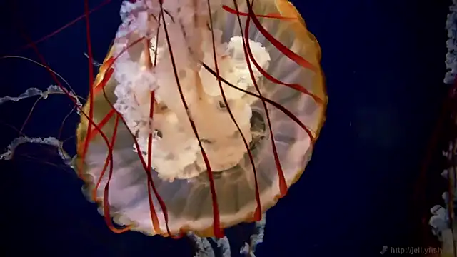 streamy test15 online show from December 2025 02:37:01 PM