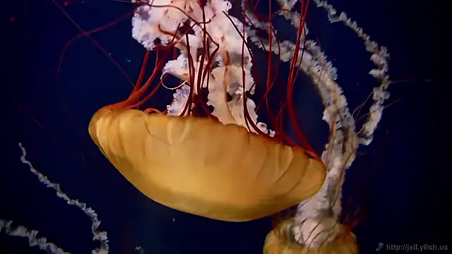 streamy test15 online show from December 2025 09:35:02 AM