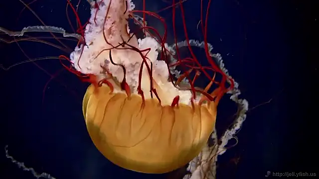 streamy test15 online show from February 2026 01:32:02 PM