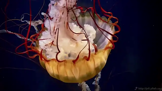 streamy test15 online show from March 2026 10:44:01 AM