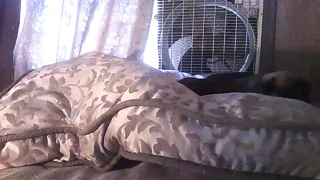 luke thighwalker2469 online show from April 2026 04:10:02 PM