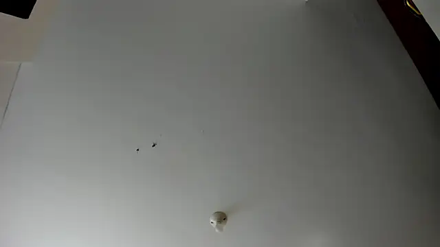 evely coelloo online show from November 2025 04:07:01 PM