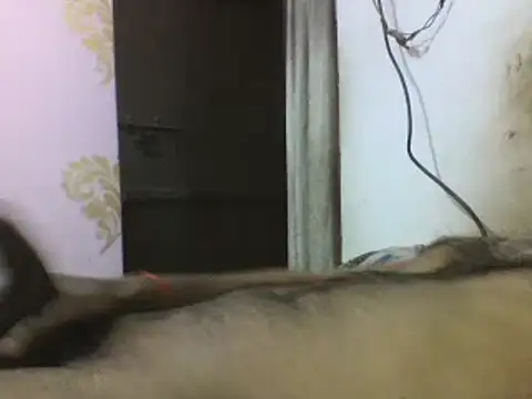 Desi GfBf online show from March 2025 05:50:02 PM