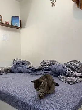 UmaTruewoman online show from November 2025 03:12:01 AM