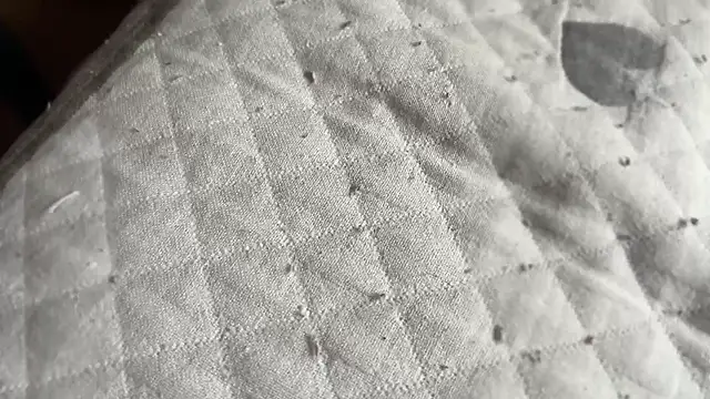 Hungry  Puppy online show from April 2026 08:41:01 AM