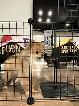 kensnb online show from March 2026 09:08:02 PM