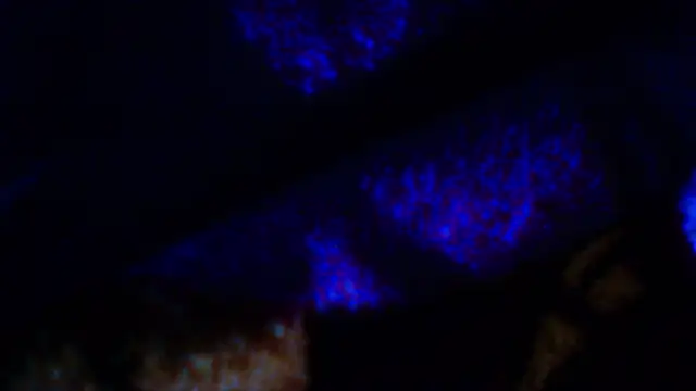 penesillo79 online show from December 2025 04:29:02 AM