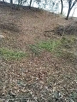 jellydicks online show from February 2026 11:55:01 AM