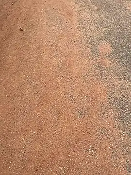 Black mamba madingo online show from March 2025 07:47:02 AM