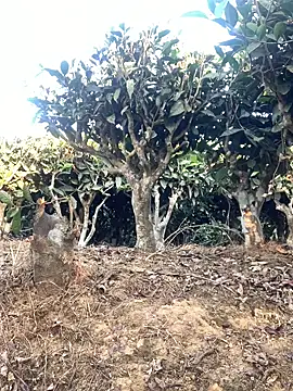 ShroveRising online show from January 2026 10:20:01 AM