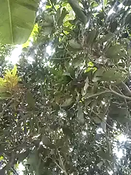 desicockblack online show from January 2025 04:41:02 AM