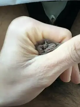 Snapshot of raju120011 chatting on February 2025 04:35:02 PM raju120011 online show from February 2025 04:35:02 PM