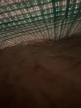 studdboyy online show from December 2025 03:34:01 AM