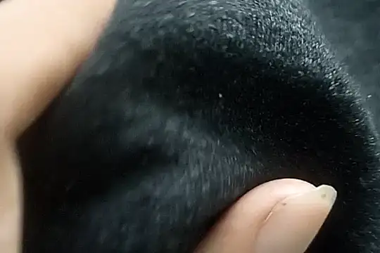 Telugu sollakaya online show from December 2024 06:43:01 PM