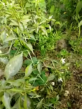 sweet suman online show from January 2025 10:38:01 AM