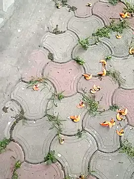 Raj41 online show from March 2025 01:36:02 AM