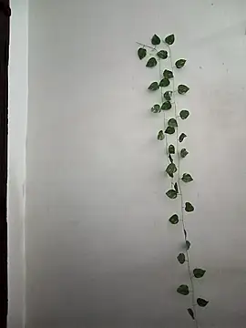 Neha-Bhabhi-Rasily online show from March 2026 03:55:02 AM