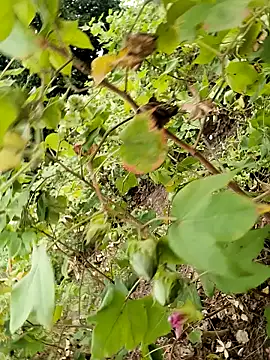 himvilohi08 online show from October 2025 11:50:01 AM