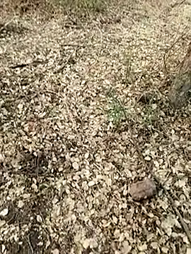 himvilohi08 online show from May 2026 01:15:02 PM