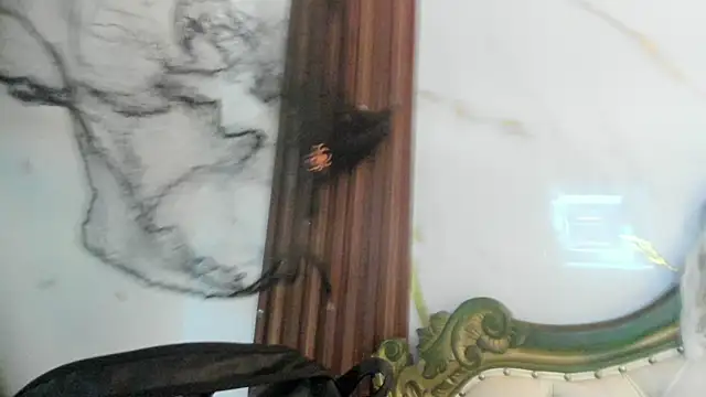 CoralieBronson online show from October 2025 08:44:02 PM