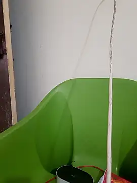 Snapshot of AnkitaDevi chatting on January 2026 11:03:02 AM AnkitaDevi online show from January 2026 11:03:02 AM