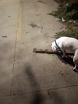 Snapshot of Frank0021 chatting on December 2025 01:33:01 AM Frank0021 online show from December 2025 01:33:01 AM