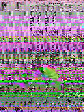 bihf dam online show from April 2026 08:48:01 PM
